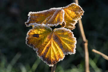 Highresolution capture of seasonal leaf with intricate details and borders