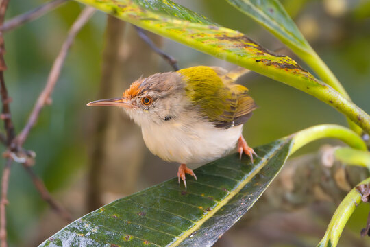 Common tailorbird - Orthotomus sutorius perched on large green leaf in the forest of Sasan Gir in India. The bird feathers with soft white underparts, olive-green wings and a touch of orange on its cr