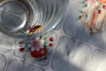 Closeup of common wasp sitting on the edge of glass on the table background. Selective focus.