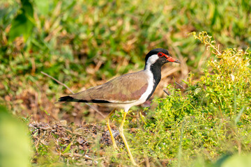 A Red-wattled lapwing(Vanellus indicus)bird amid vibrant green foliage and grass