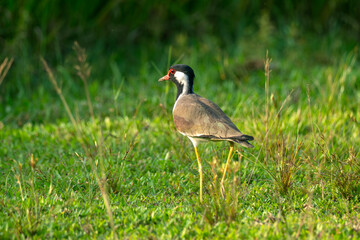 Naklejka premium A Red-wattled lapwing(Vanellus indicus) bird with a red eye standing on grass in a field