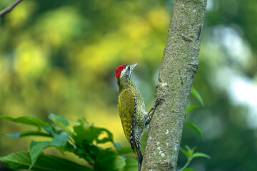 A woodpecker(Picus xanthopygaeus) with a red head and green plumage on a tree trunk surrounded by foliage