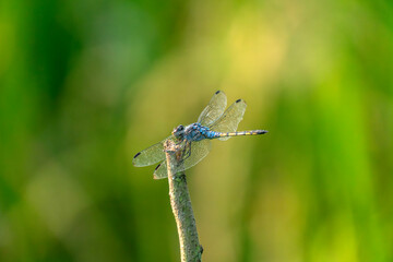 A dragonfly with delicate wings perched on a twig against a blurred natural background