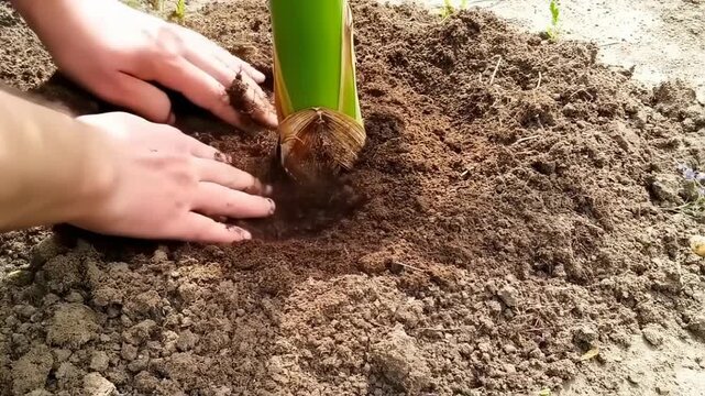 Hands carefully bury a plant's roots in rich, dark soil