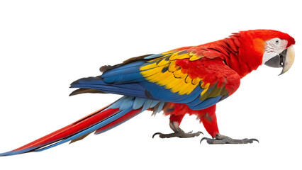 Fototapeta premium A colorful Scarlet Macaw parrot walking and looking cut out on PNG, isolated on white background. AI GENERATED.
