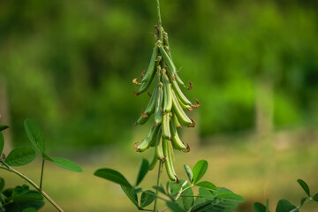 A cluster of green beans hanging from a plant against a blurred background