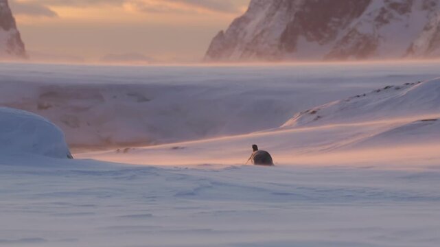 Lone young emperor penguin lying on the snow near the Ukrainian Antarctic station Akademik Vernadsky, hiding from the strong polar wind. Harsh Antarctic winter wildlife scene. 4K video.