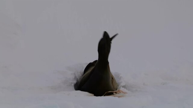 Female southern elephant seal scratching her flippers on the icy shores of Antarctica. Close-up of Antarctic marine wildlife behavior. 4K video. - Powered by Adobe
