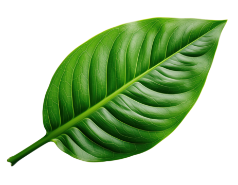 green leaf isolated on white