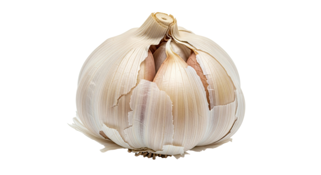 Whole fresh garlic head with cloves on isolated transparent background