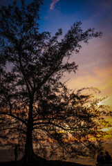 Dramatic Sunset Silhouette of a Large Coastal Tree Against a Vibrant, Multi-Colored Sky and Ocean Horizon