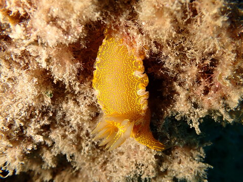 Giant doris or Regal sea goddess (Felimare picta) undersea, Ligurian Sea, Italy, Imperia
