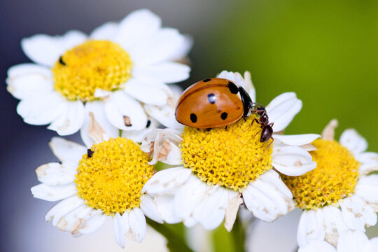 La coccinelle et la fourmi