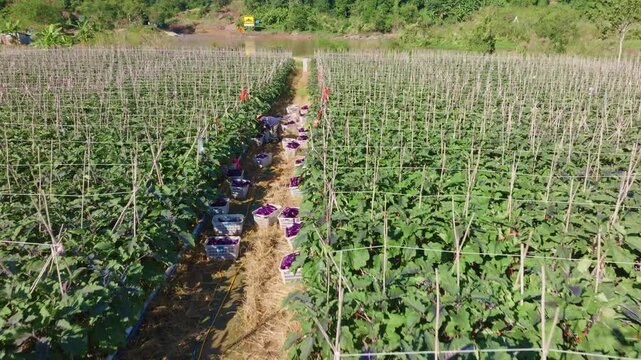 Overhead View of Eggplant Harvest with Crates Lined Up Between Rows