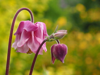 ORLIKI WIOSNA MAJ © LookLook