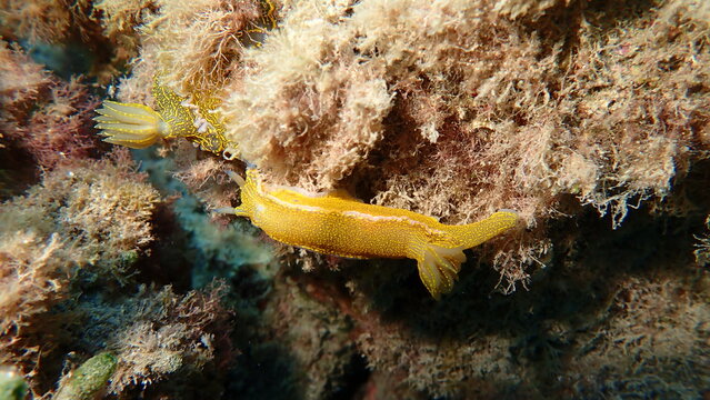 Giant doris or Regal sea goddess (Felimare picta) undersea, Ligurian Sea, Italy, Imperia
