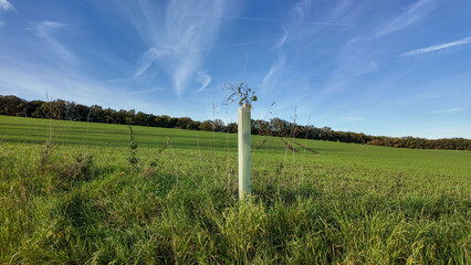 reforestation with tree seedlings with plastic tubes around stem growing in rows