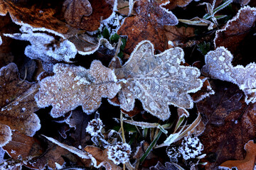 Frostiges Herbstlaub