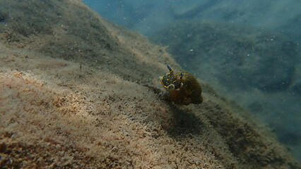 Giant doris or Regal sea goddess (Felimare picta) undersea, Ligurian Sea, Italy, Imperia
