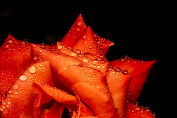 red rose with water drops