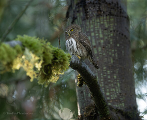 Northern Pygmy owl portrait