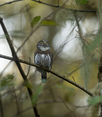 Northern Pygmy owl portrait