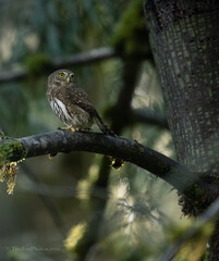 Northern Pygmy owl portrait