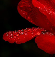 red rose with water drops
