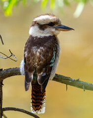 kookaburra