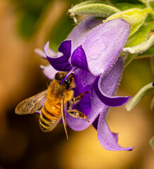 bee on purple flower