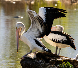 Pelicans