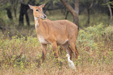 Nilgai, blue bull - Boselaphus tragocamelus stands alert amid the dry grasslands of Devalia Safari Park, Gujarat, India. Raindrops fall softly in the background as the antelope gazes into the distance