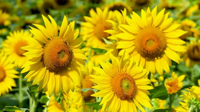 Field of yellow sunflowers on a bright sunny summer day, with bees buzzing and pollinating the flowerheads