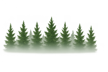 Pine trees in fog or mist row, natural coniferous forest green landscape, isolated on transparent background