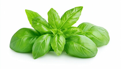 Basil herb with green leaves isolated on white background