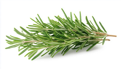 Fototapeta premium Rosemary herb with green leaves isolated on white background