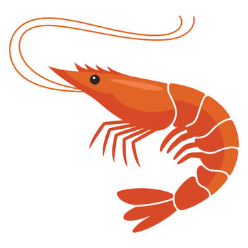 shrimp vector illustration