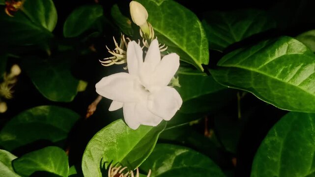 White jasmine flowers blooming beautifully at night - White jasmine flowers 4K Footage for Background