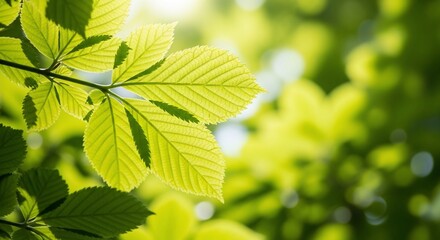 Fototapeta na wymiar Fresh green leaves bathed in sunlight create a vibrant, natural backdrop perfect for evoking serenity and growth in your next project or campaign