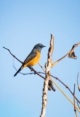 blue-fronted redstart (Phoenicurus frontalis) on a tree branch