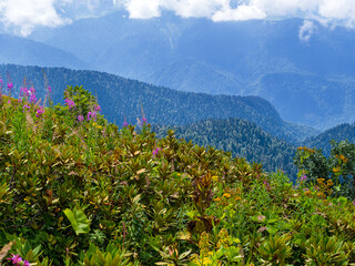 many rhododendron bushes in the mountains in summer