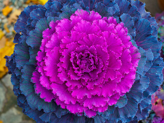 Close up of a vibrant ornamental purple and blue cabbage flower