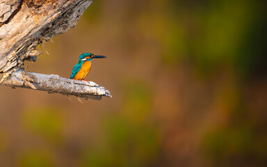 A vibrant Common Kingfisher perches on a weathered branch in Keoladeo National Park, glowing in warm light against a soft, blurred background of green and brown tones.