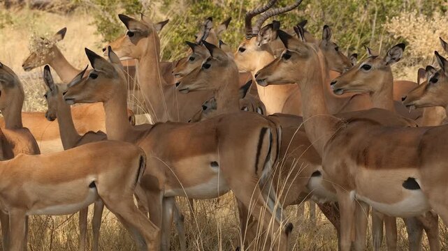 group of impala antelopes close together in shadow 293