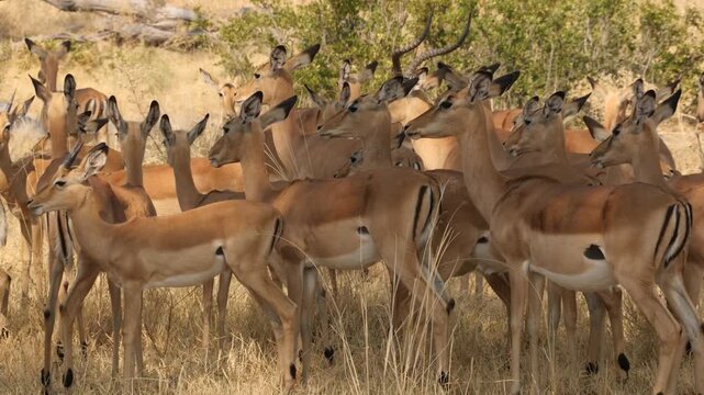 group of impala antelopes close together in shadow 291