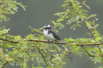 white-browed fantail - Rhipidura aureola perched on a wet acacia branch in Sasan Gir, India. Soft...