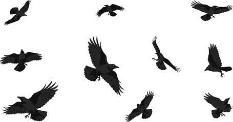 Fototapeta premium Set of black flying ravens and crows with golden eyes, detailed vector illustration, aggressive birds in various flight poses for Halloween, gothic, and nature designs.
