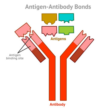 Antibody, antigen bond. Antigen binding site. Antibody structure including. Similar to a lock and key. Vector illustration	