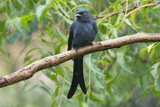 black drongo - Dicrurus macrocercus perches gracefully on thin branch in Sasan Gir, India. Bird&rsquo;s glossy dark plumage, long forked tail vivid red eye stand out against softly blurred green background