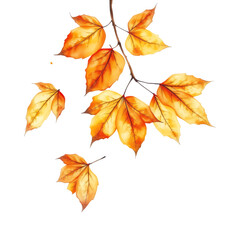 Fototapeta premium Watercolor style vibrant autumn leaves in various shades of orange and yellow on a branch and individual falling leaves
